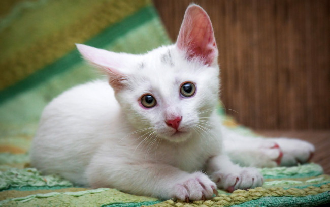 Обои картинки фото животные, коты, котенок, коврик, белый, глаза, кошка, портрет, взгляд, лежит, пол