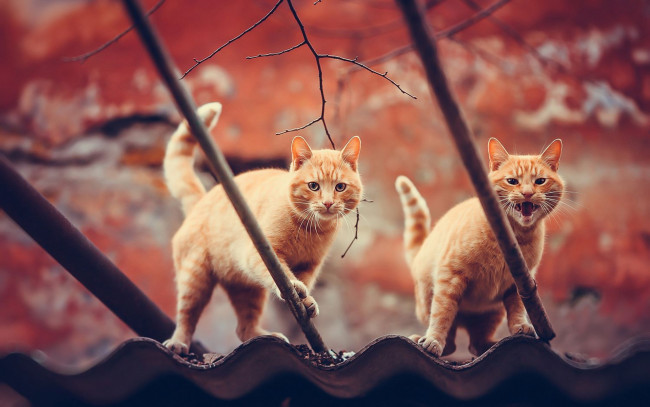 Обои картинки фото животные, коты, крыша, котята, пара, рыжие, кошки, ветки, осень, природа