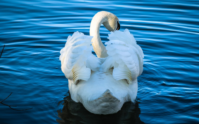Обои картинки фото животные, лебеди, лебедь, водоем, шея, плывет, профиль, белый, крылья