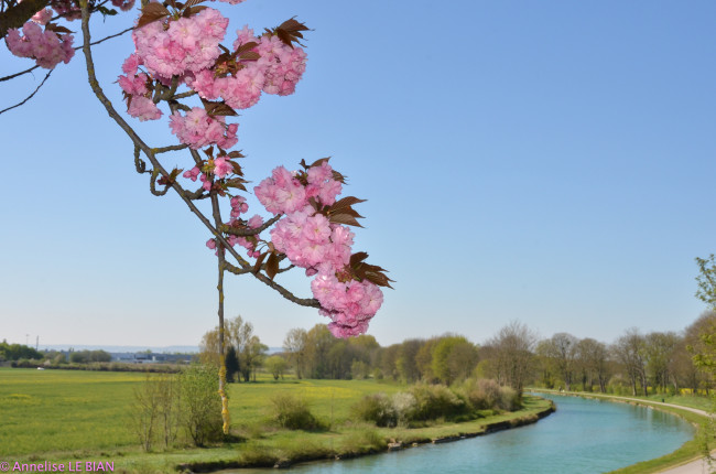 Обои картинки фото цветы, сакура,  вишня, река