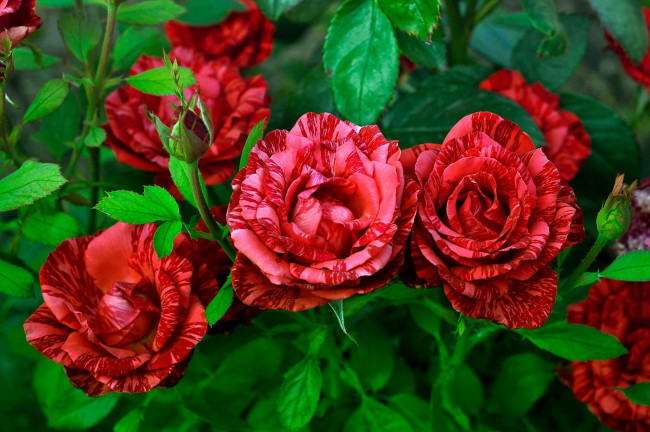 Обои картинки фото цветы, розы, пестрые