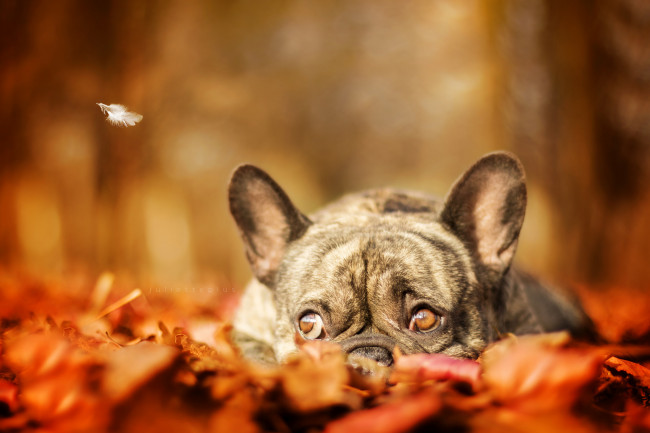 Обои картинки фото животные, собаки, прогулка, дог, сабака, листья, осень