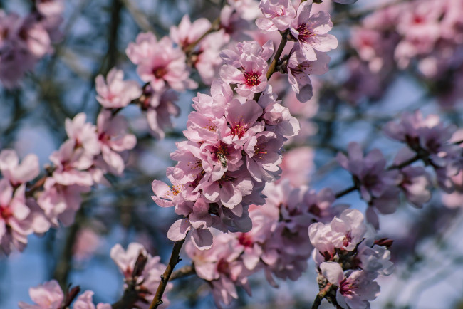 Обои картинки фото цветы, цветущие деревья ,  кустарники, дерево, весна, ветки