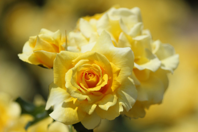 Обои картинки фото цветы, розы, макро, жёлтые, лепестки