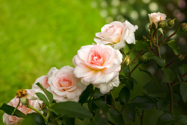 Обои картинки фото цветы, розы, нежность, куст