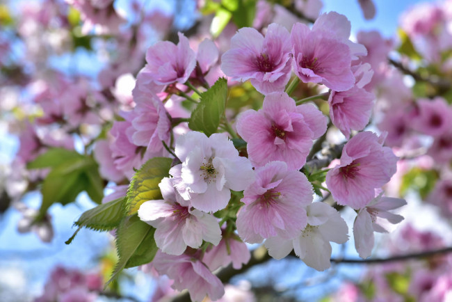 Обои картинки фото цветы, сакура,  вишня, дерево, розовый, весна