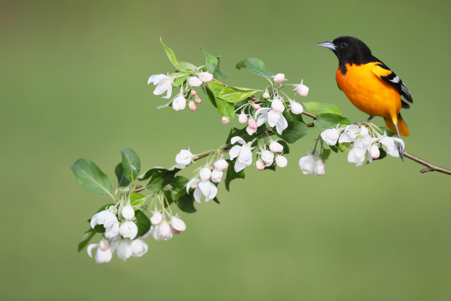 Обои картинки фото животные, птицы, птица, весна, цветы