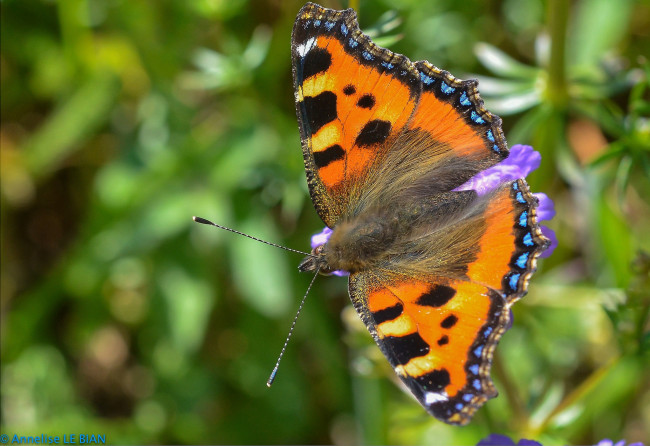 Обои картинки фото животные, бабочки,  мотыльки,  моли, colors, brightness, butterfly, расцветка, яркость, бабочка