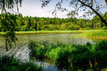 Картинка природа реки озера пруд лето