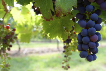 Картинка природа Ягоды +виноград гроздья