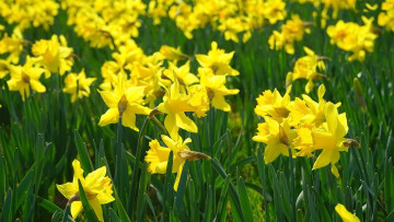 Картинка цветы нарциссы желтые весна