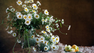 Картинка цветы ромашки белые букет