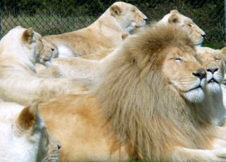 Картинка животные львы много белый хищники отдых
