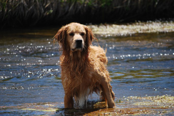 Картинка животные собаки мокрый пес