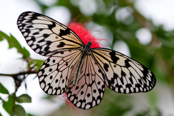 Картинка животные бабочки крылья черно-белый