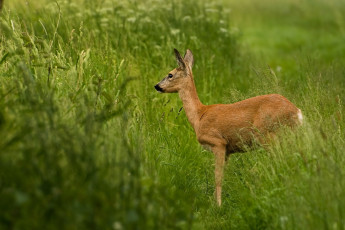 Картинка животные олени оленёнок трава