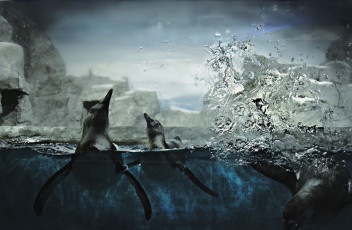Картинка животные пингвины стекло вода брызги