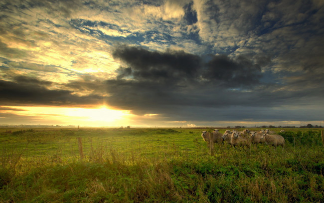 Обои картинки фото животные, овцы, бараны, луг, облака, закат