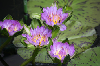 Картинка цветы лилии водяные нимфеи кувшинки вода сиреневый