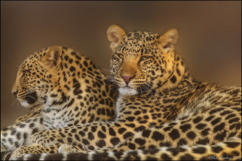 Картинка животные леопарды leopard пара семья хищники леопард