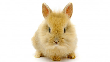 Картинка животные кролики зайцы кролик пушистик ушки малыш