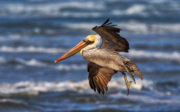 Картинка i`m outa here животные пеликаны пеликан над водой