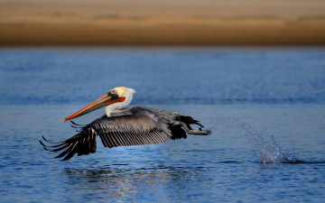 Картинка животные пеликаны полет река пеликан