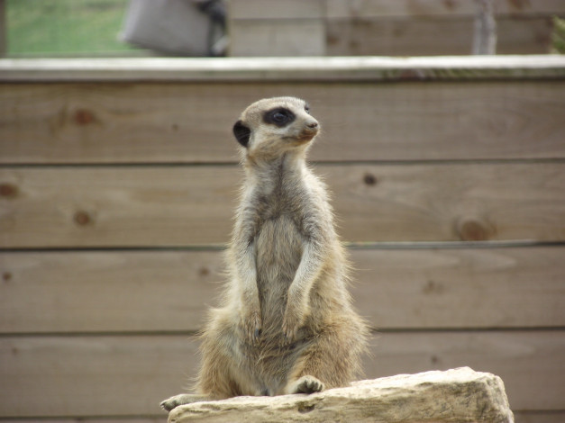 Обои картинки фото животные, сурикаты, сурикат, meerkat
