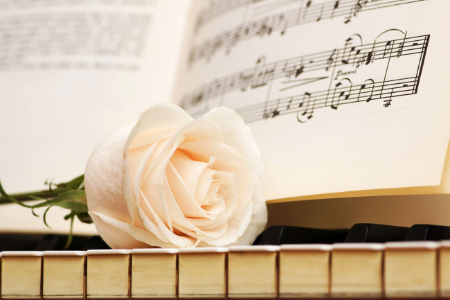 Обои картинки фото цветы, розы, клавиши, ноты, бутон