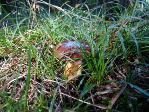 Картинка природа грибы трава масленок