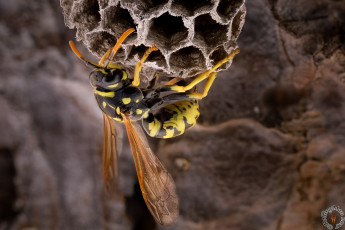 Картинка животные пчелы +осы +шмели оса жало цветок насекомое