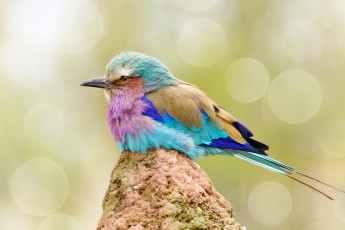 Картинка животные птицы забавная окрас птица перья