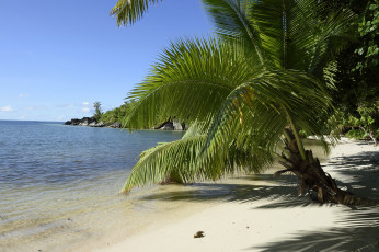Картинка природа побережье пейзаж песок пальма вода