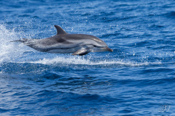 Картинка животные дельфины капли брызги море дельфин