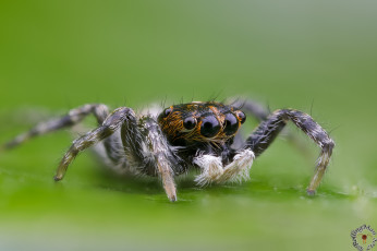Картинка животные пауки паук глазки насекомое лапки