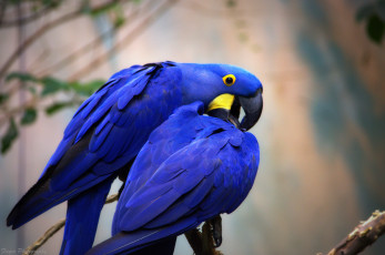 Картинка животные попугаи окрас птица забавная перья