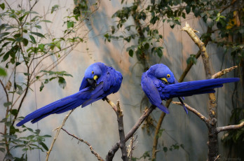 Картинка животные попугаи птица окрас перья