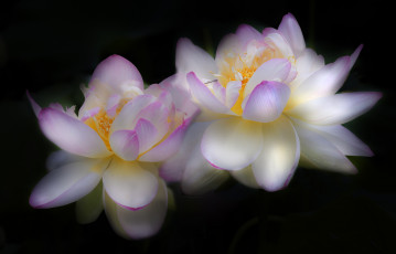 Картинка цветы лилии+водяные +нимфеи +кувшинки цветок
