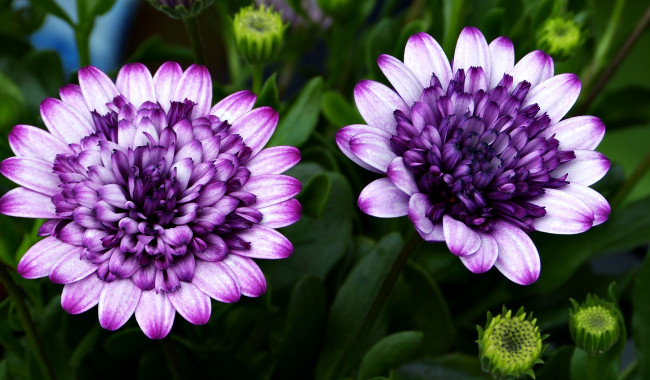 Обои картинки фото цветы, остеоспермумы, цветок