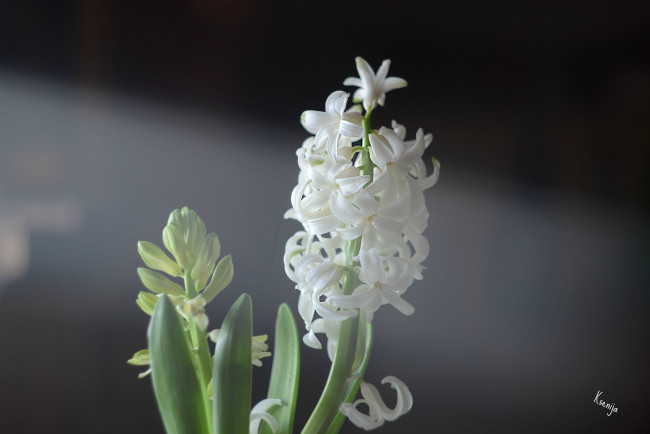 Обои картинки фото цветы, гиацинты, цветок, цветочки, белый, гиацинт