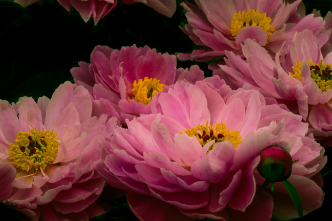 Обои картинки фото цветы, пионы, цветение, розовый, лепестки, пион, бутон