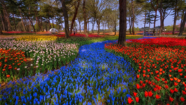 Обои картинки фото природа, парк, тюльпаны, мускари, весна