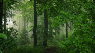 Картинка природа лес лето