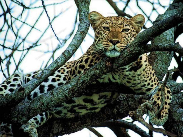 Обои картинки фото животные, леопарды, на, дереве, отдых, довольный, морда