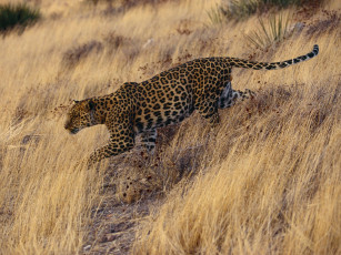 Картинка careful approach животные леопарды охота леопард трава крадется