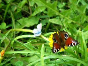 Картинка случайная встреча животные бабочки
