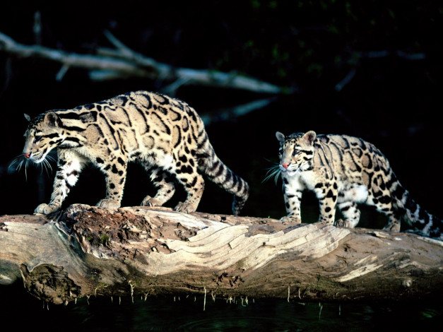 Обои картинки фото balance, clouded, leopard, животные, леопарды, дымчатый, леопард, пара, ствол