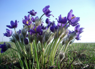 Картинка цветы анемоны адонисы сон-трава фиолетовый