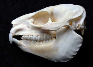 Картинка разное кости рентген череп зубы белый