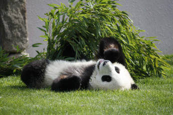 Картинка животные панды